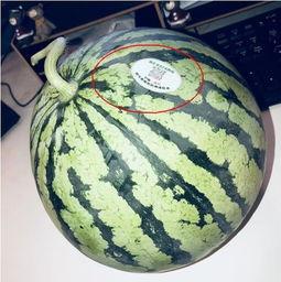 小网红吃瓜,揭秘娱乐圈幕后真相 第3张 小网红吃瓜,揭秘娱乐圈幕后真相 第3张