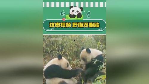 最新爆料熊猫视频,揭秘幕后真相,带你走进神秘世界 第2张 最新爆料熊猫视频,揭秘幕后真相,带你走进神秘世界 第2张